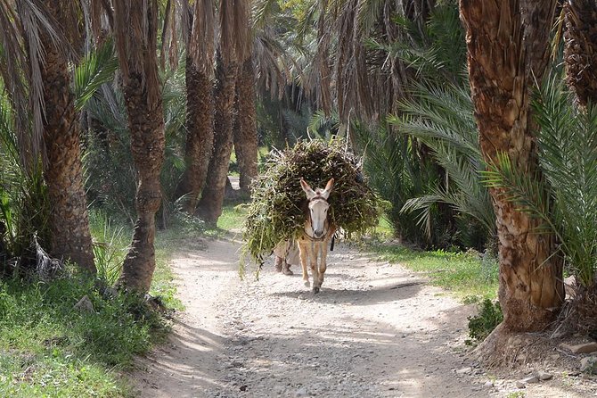 Taroudant & Tiout Guided Day Trip Including Lunch. - Exploring Taroudant