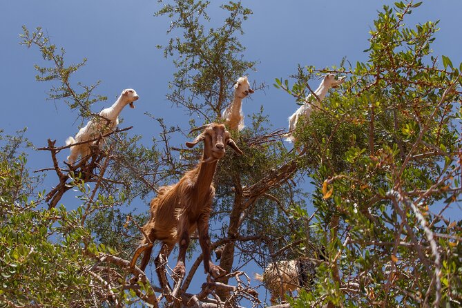 Taroudant & Tiout Guided Day Trip Including Lunch. - Experience in Tiout