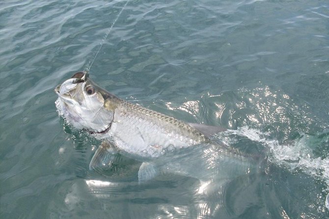 Tarpon Fishing Tour (Light Refreshments Offered on Board)) - About Your Stay
