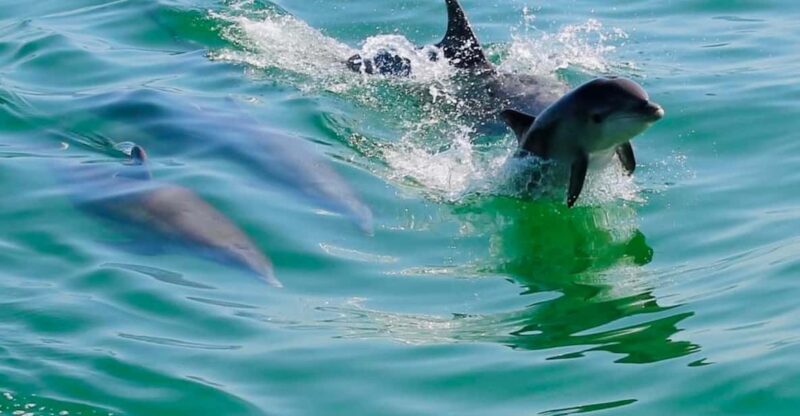 Tarpon Springs: Evening Dolphin Cruise - Wildlife and Scenic Highlights