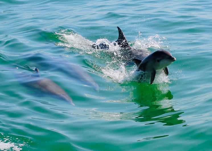 Tarpon Springs: Evening Dolphin Cruise - Onboard Experience