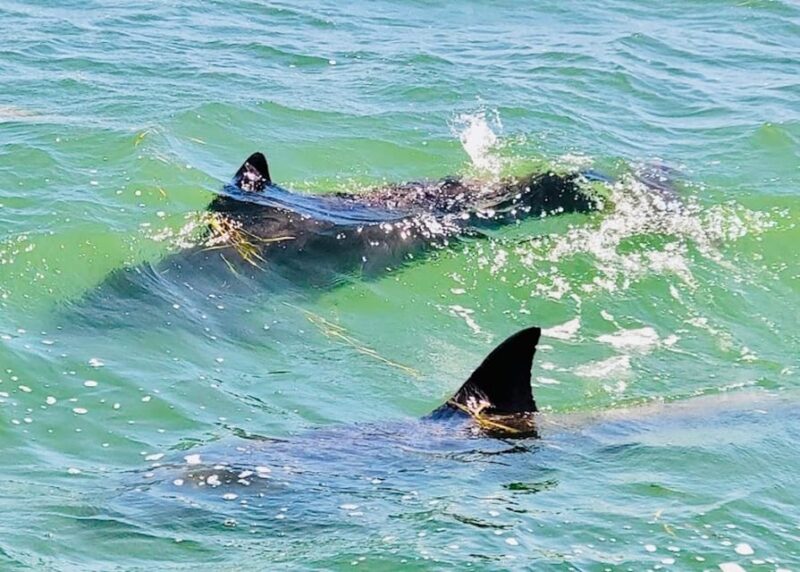 Tarpon Springs: Evening Dolphin Cruise - Booking and Departure Details