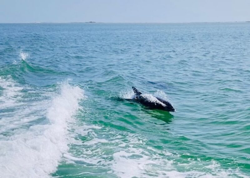 Tarpon Springs: Evening Dolphin Cruise - Cruise Reviews and Ratings