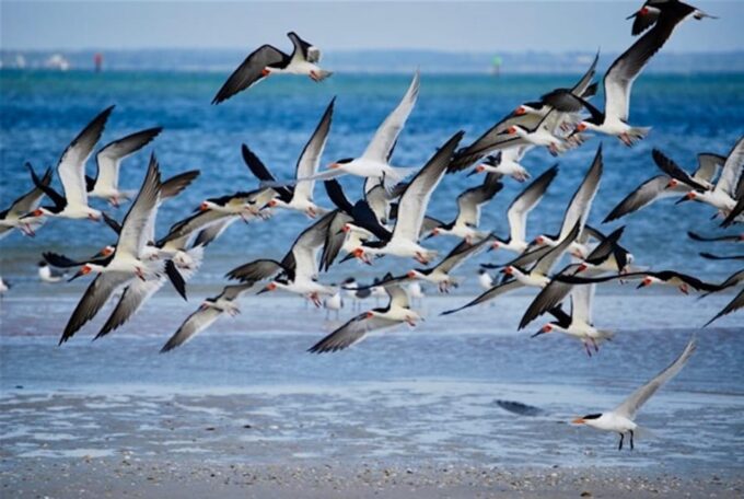 Tarpon Springs: Evening Dolphin Cruise - Meeting Point and Location