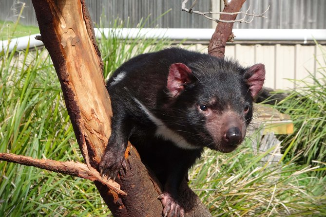 Tasmania 5 Day East Coast Tour - Inclusions and Pricing
