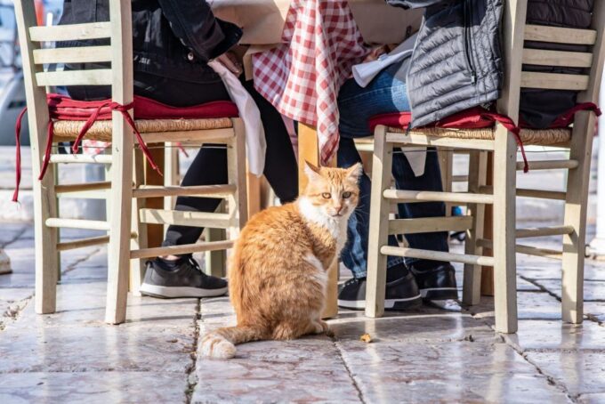 Taste of Athens: Half-Day Small Group Food Tour - Frequently Asked Questions