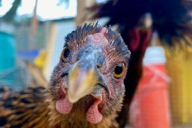 Taste of Hawthorne Food and Backyard Urban Farm Tour - Key Points