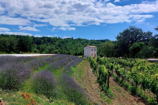 Taste of Istria - Wine, Brandy, Vinegar, Local Food - Additional Highlights