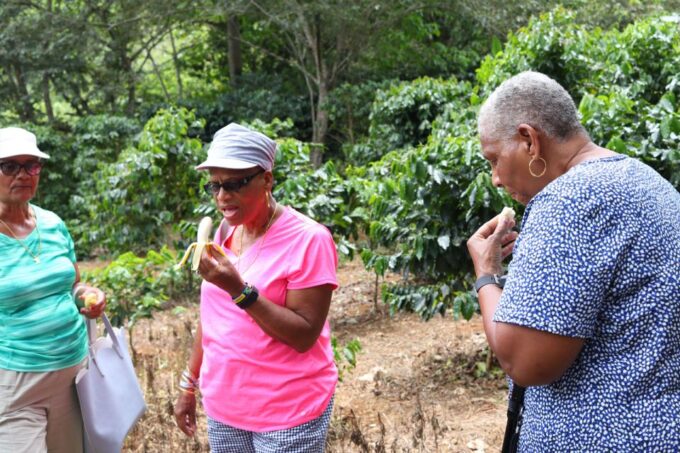 Taste of Jamaica Farm & Food Tour - Medicinal Herbs and Culinary Traditions