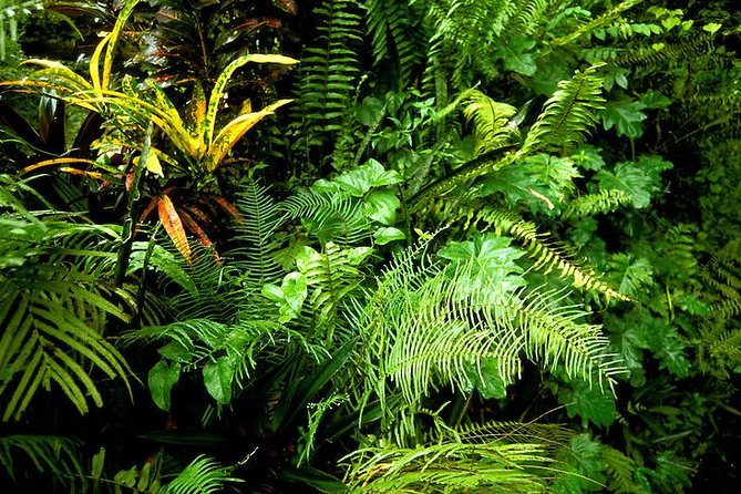 Taste of Jamaica Food Tour From Ocho Rios - Start Time and Meeting Point