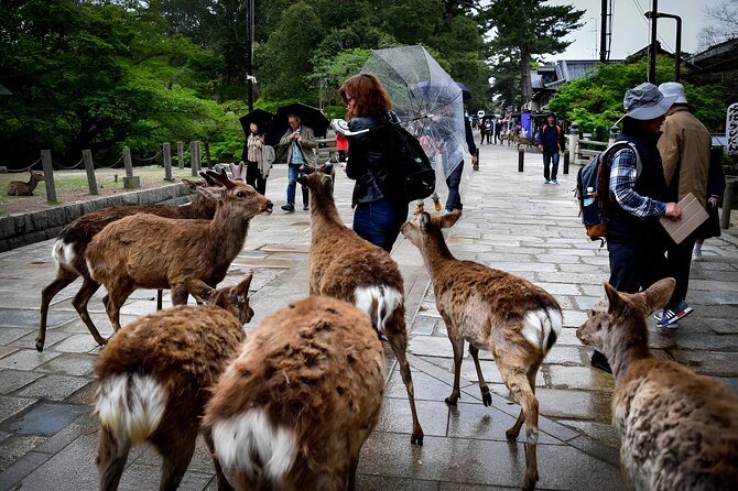 Taste of Nara A Guided Half Day Food Tour Tailored to Your Taste - Accessibility and Participation