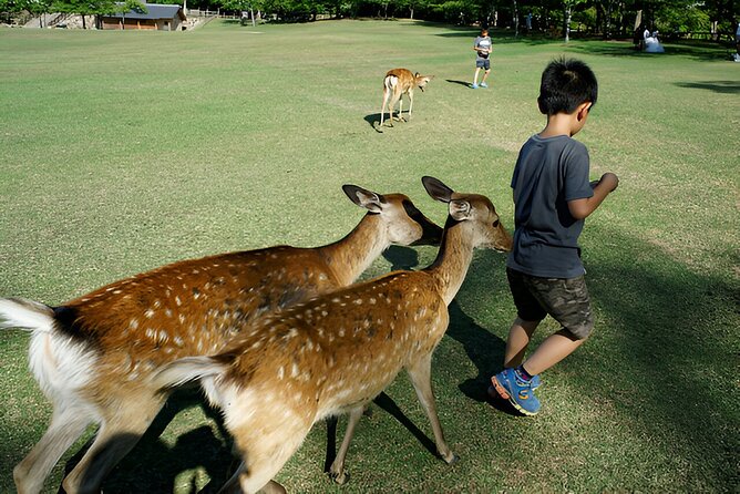 Taste of Nara A Guided Half Day Food Tour Tailored to Your Taste - Booking Information