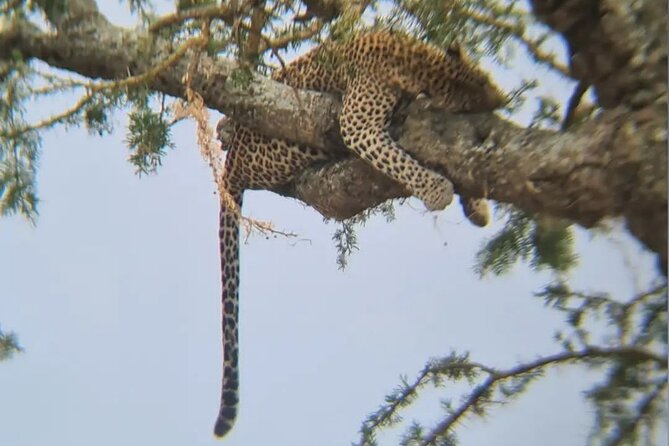 Taste of Tanzania: 3 Day Safari Tour - Itinerary Day 2