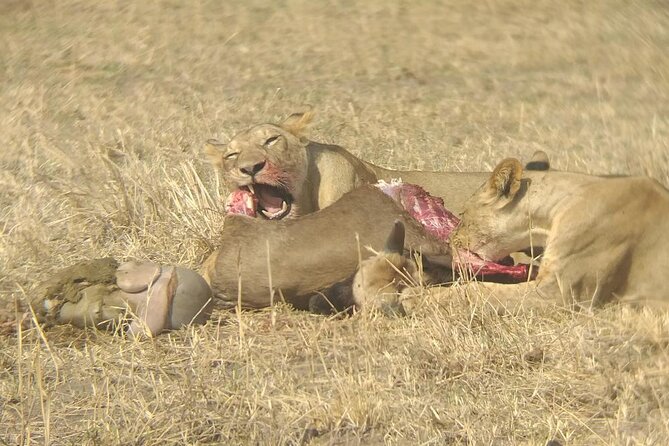 Taste of Tanzania: 3 Day Safari Tour - Itinerary Day 3