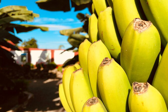Taste of Tenerife Tour With Wine Tasting - Tour Overview