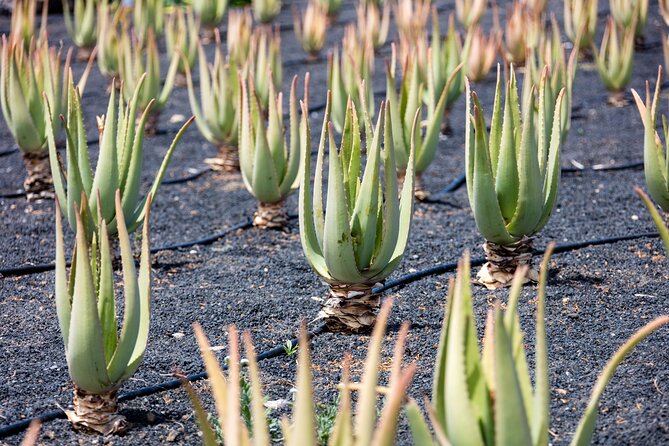 Taste of Tenerife Tour With Wine Tasting - Destination Highlights