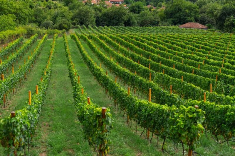 Taste the Local Products and Culinary Treasures of Corfu. - Key Points