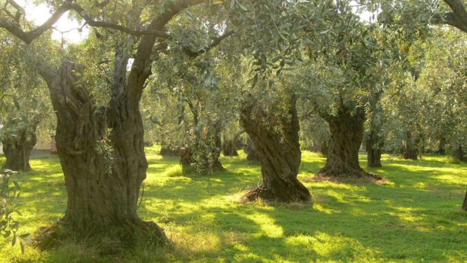Taste the Local Products and Culinary Treasures of Corfu. - Indulge in Authentic Corfiot Cuisine