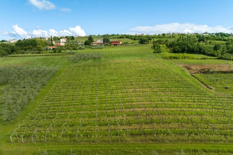 Taste the Olive Oil, Aromas & Spreads From Olives - Location and Directions