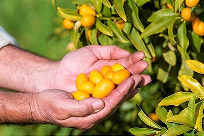 Taste the Unique Local Products and Culinary Treasures of Corfu - Indulge in Culinary Treasures