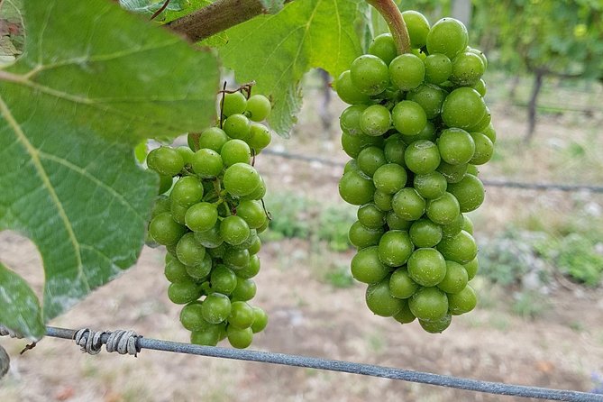 Taste the Valley Wine Tour in Marlborough With Wine Tasting - Inclusion and Exclusions