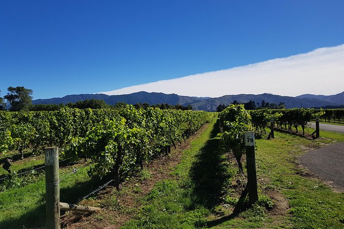 Taste the Valley Wine Tour in Marlborough With Wine Tasting - Reviews and Ratings