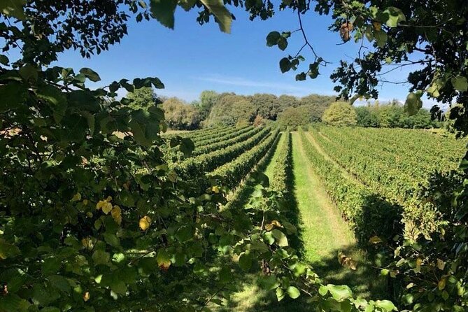 Tasting 6 Wines Exclusive to Azienda Giovanna Tantini - Reviews and Additional Information