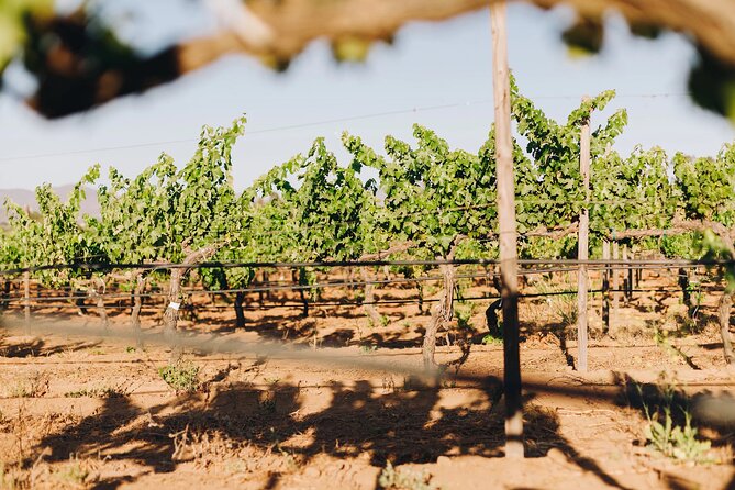 Tasting and Tour Through the Vineyard - Guest Feedback