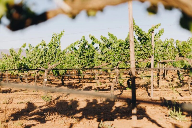 Tasting and Tour Through the Vineyard - Experience Highlights