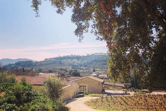 Tasting Bandol Wines & Visit of Cellar (in English) - Bandol Wine Production Insights