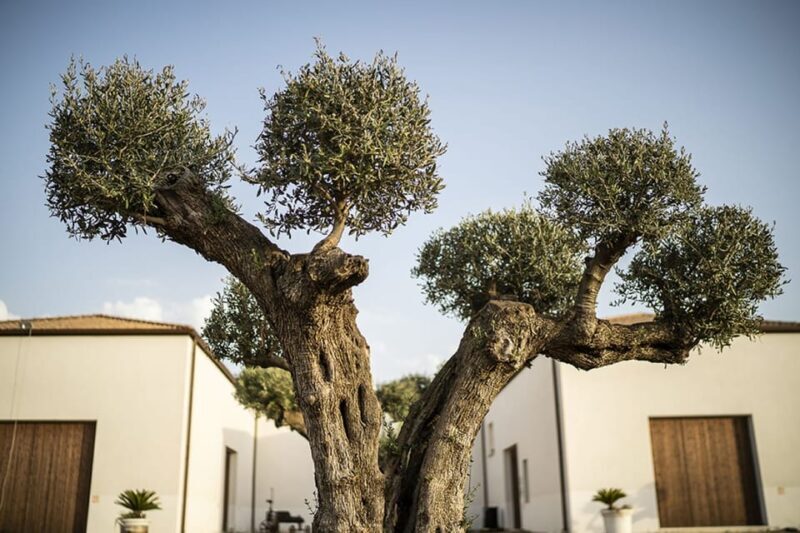 Tasting of Sicilian Olive Oils and Specialties - Customer Feedback and Reviews