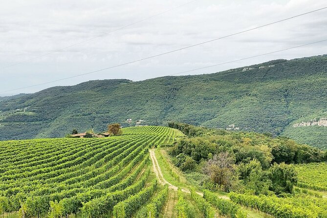 Tasting of Valpolicella Wines Tradition and Modernity - Discovering Valpolicellas Modern Winemaking Techniques