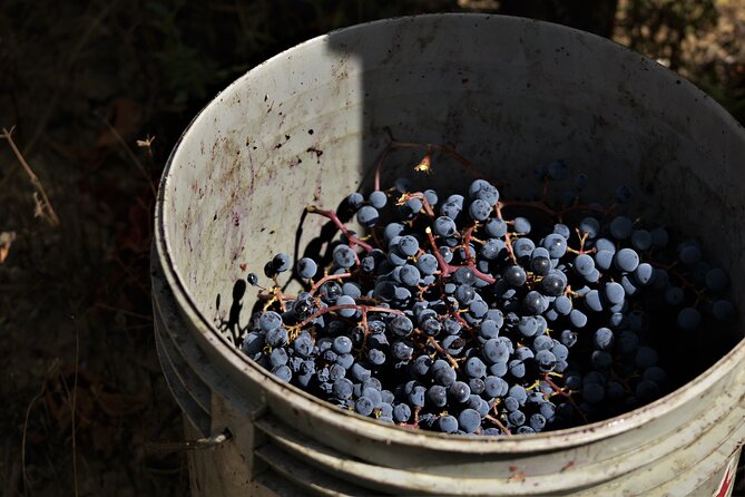 Tasting Selection of 4 Wines in Montefalco - Accessibility and Participation