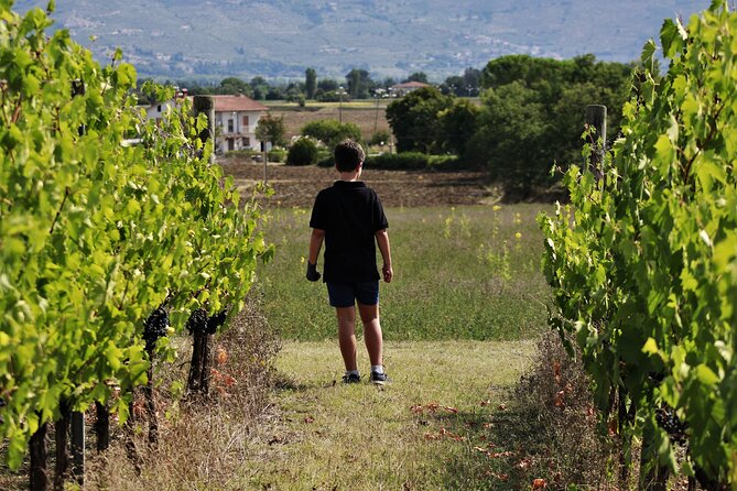 Tasting Selection of 4 Wines in Montefalco - Booking and Cancellation