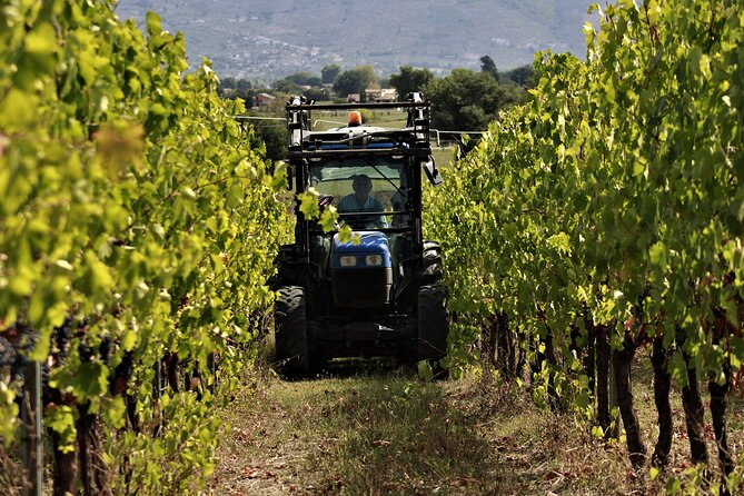Tasting Selection of 4 Wines in Montefalco - Montefalcos Wine Heritage