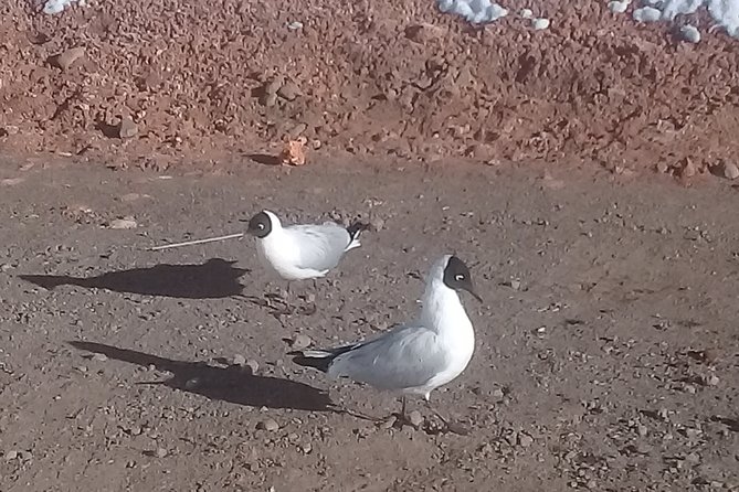 Tatio Geysers - Tour Itinerary and Inclusions