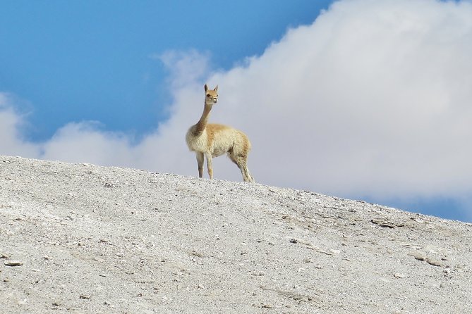 Tatio Geysers - Attractions and Activities