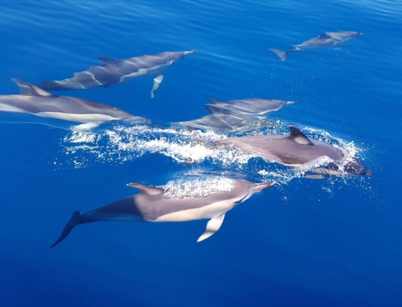Tauranga: Guided Dolphin and Wildlife Watching Cruise - Booking Information