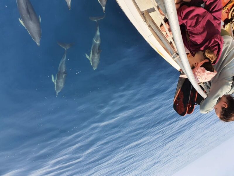 Tauranga: Guided Dolphin and Wildlife Watching Cruise - What to Expect