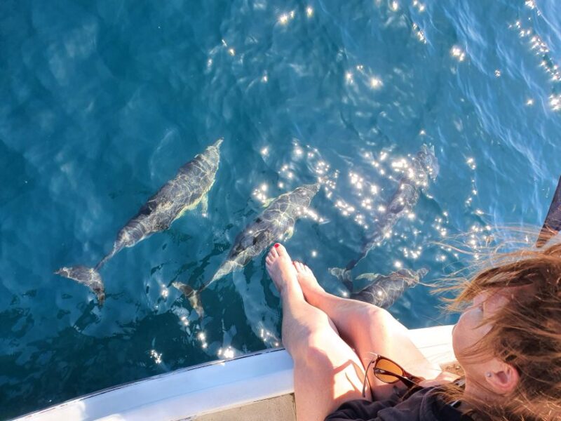 Tauranga: Guided Dolphin and Wildlife Watching Cruise - Wildlife Sightings