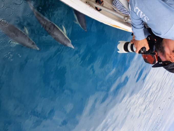 Tauranga: Guided Dolphin and Wildlife Watching Cruise - Practical Tips