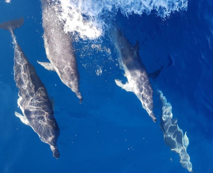 Tauranga: Guided Dolphin and Wildlife Watching Cruise - Customer Reviews