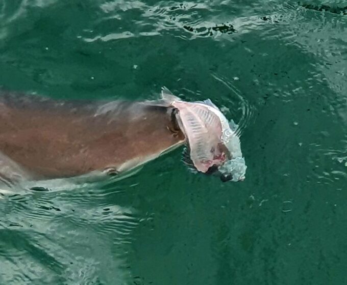 Tauranga: Guided Dolphin and Wildlife Watching Cruise - Recap