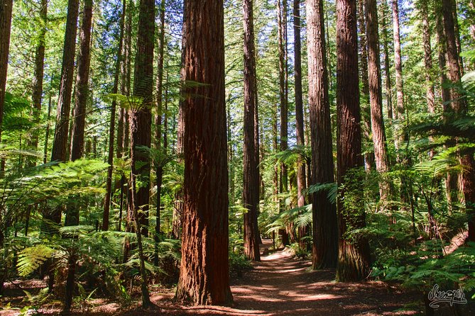 Tauranga-Rotorua: Canopy Tree Walk-Geysers: Private Tour. - Getting There