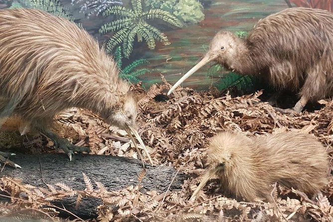 Tauranga Shore Excursion: Waitomo Caves and The Kiwi House - Waitomo Caves Experience