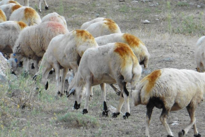 Taurus Mountains Trekking Tour (3723m) - Itinerary and Meals