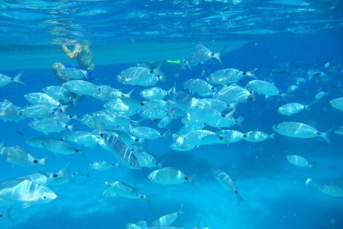 Tavolara Marine Protected Area Snorkeling - Key Points
