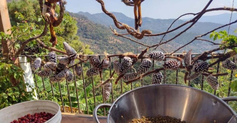 Taxco: Organic Coffee Garden Experience - Seasonal Observations