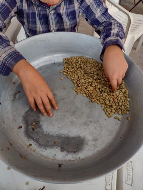 Taxco: Organic Coffee Garden Experience - Location and Transportation