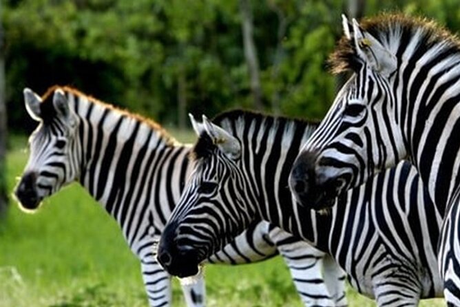 >>TAXI ONLY<< to CASELA BIRD PARK, SAFARI. - Explore the Park